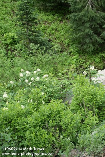 Purple-flowered Honeysuckle w/ Red Elderberry, Firs