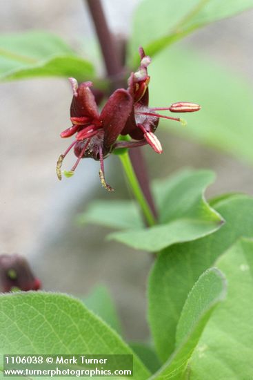 Purple-flowered Honeysuckle blossoms detail