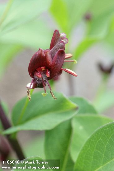 Purple-flowered Honeysuckle blossoms detail