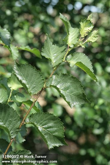 English Elm foliage