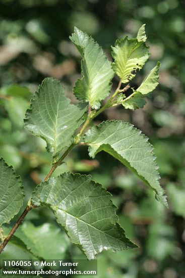 English Elm foliage