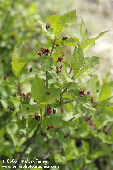 Purple-flowered Honeysuckle blossoms & foliage