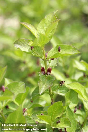 Purple-flowered Honeysuckle blossoms & foliage