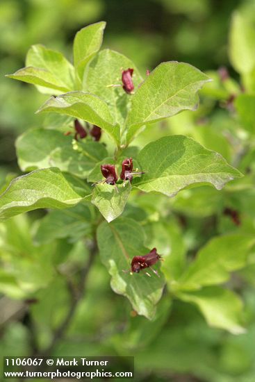 Purple-flowered Honeysuckle blossoms & foliage