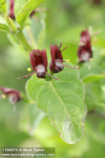 Purple-flowered Honeysuckle blossoms & foliage detail