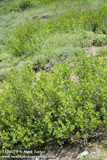 Purple-flowered Honeysuckle