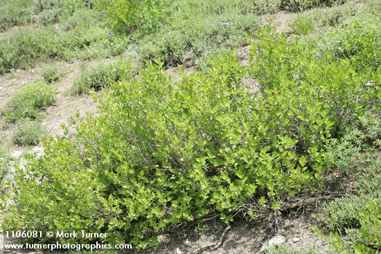 Purple-flowered Honeysuckle