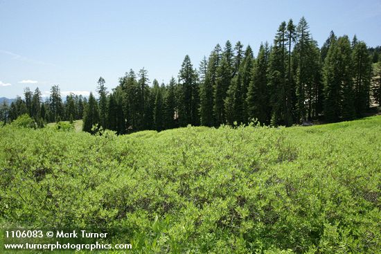 Mountain Willow w/ Shasta Red Firs & Subalpine Firs bkgnd