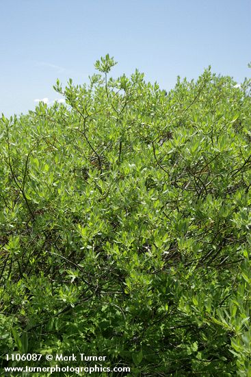 Mountain Willow (female)
