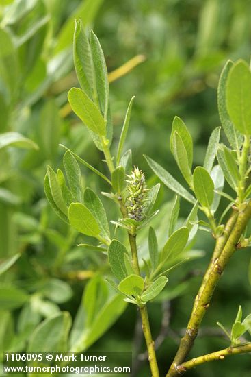 Mountain Willow foliage & mature female ament detail