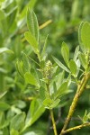 Mountain Willow foliage & mature female ament detail