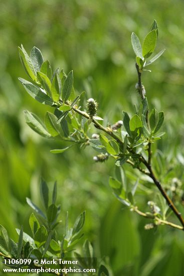 Mountain Willow foliage & mature female aments