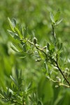Mountain Willow foliage & mature female aments