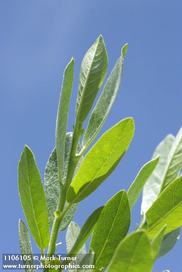 Mountain Willow foliage detail against blue sky