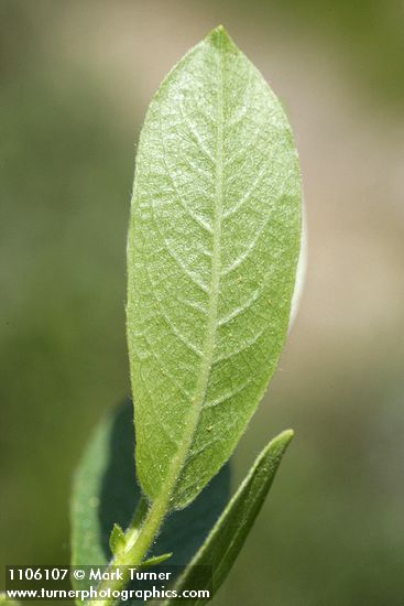 Mountain Willow foliage reverse detail