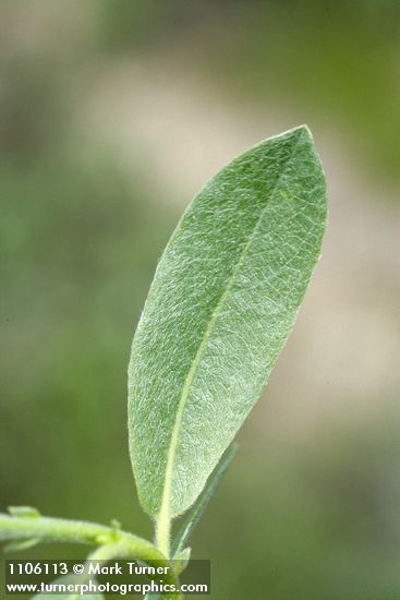 Mountain Willow foliage detail