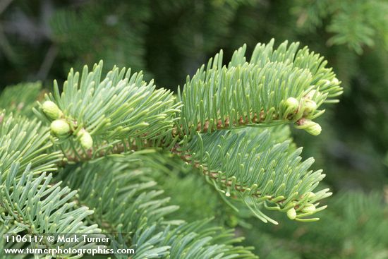 Subalpine Fir foliage detail