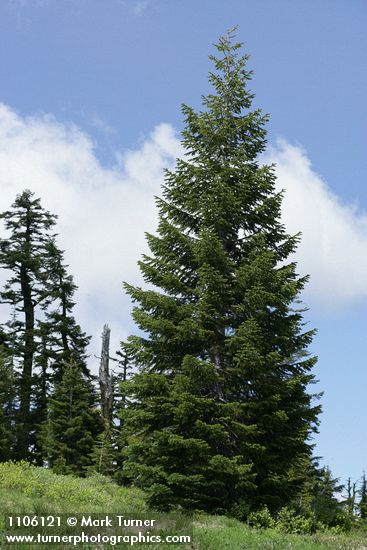 Subalpine Fir