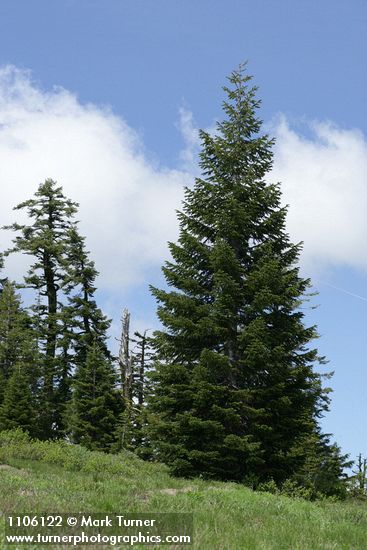 Subalpine Fir