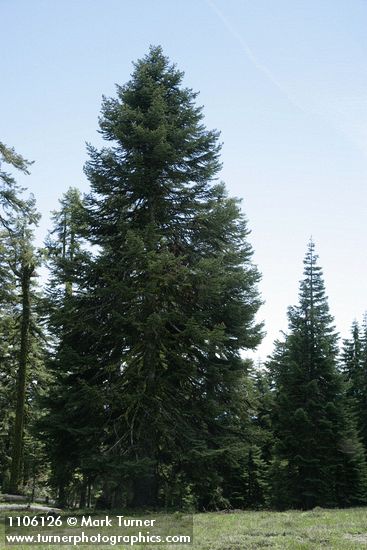 Shasta Red Fir