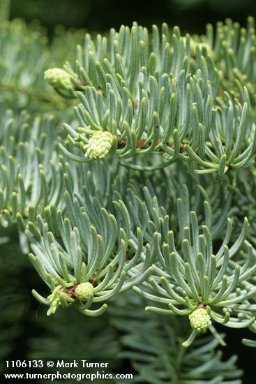 Shasta Red Fir foliage detail