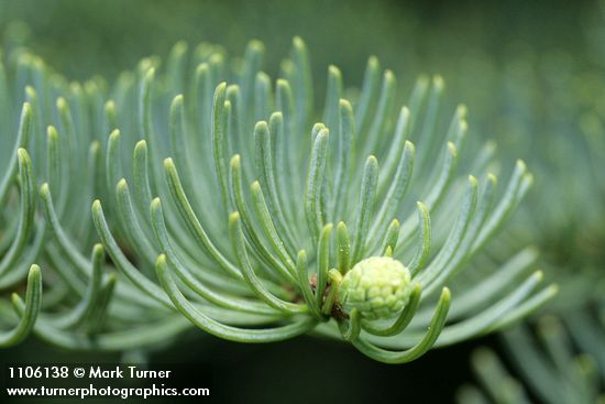 Shasta Red Fir foliage detail