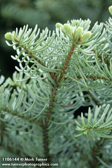 Shasta Red Fir foliage underside detail