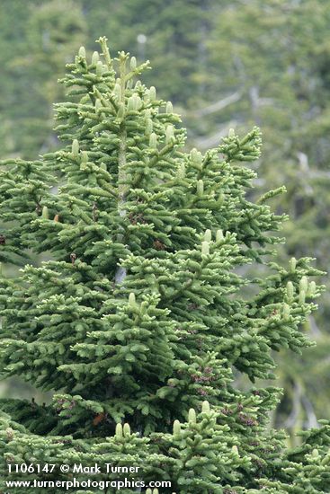 Shasta Red Fir cones on upper branches