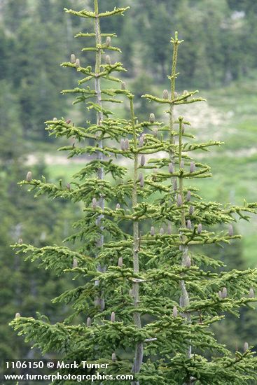 Subalpine Fir cones on upper branches