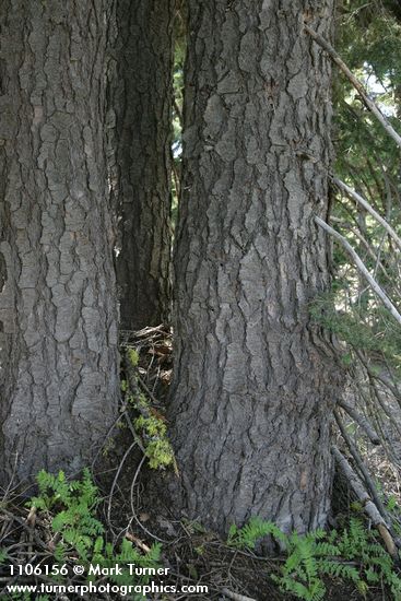 Shasta Red Fir trunks
