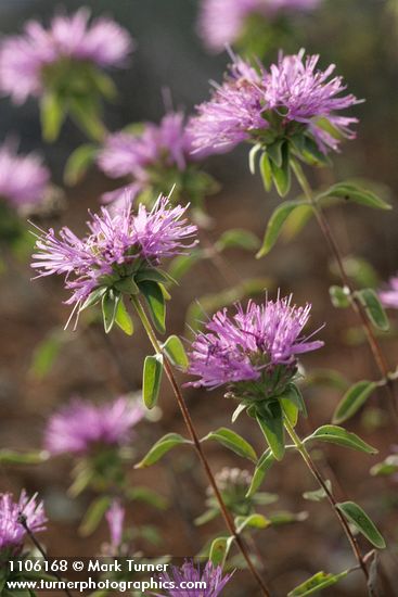 Siskiyou Monardella blossoms & bracts detail