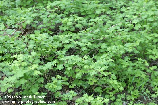 Marshall's gooseberry