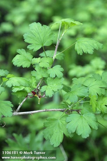 Marshall's gooseberry blossoms & foliage