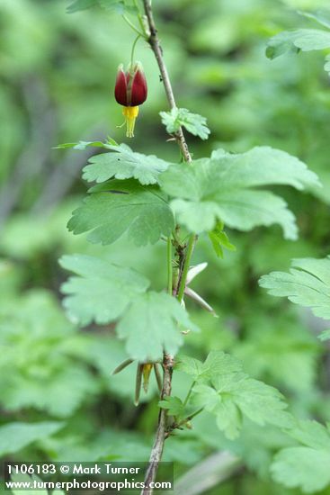 Marshall's gooseberry blossom & foliage
