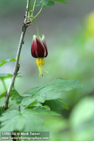 Marshall's gooseberry blossom & foliage detail