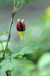 Marshall's gooseberry blossom & foliage detail