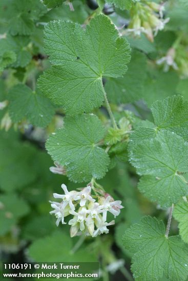 Sticky Currant blossoms & foliage