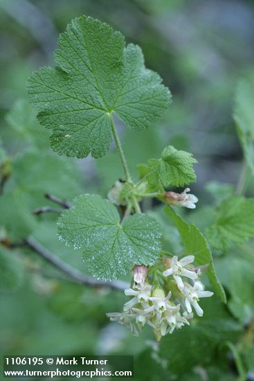 Sticky Currant blossoms & foliage