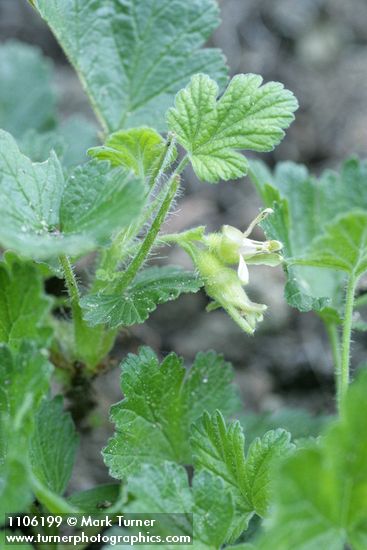 Ground Gooseberry blossoms & foliage detail