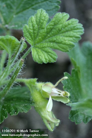 Ground Gooseberry blossoms & foliage extreme detail