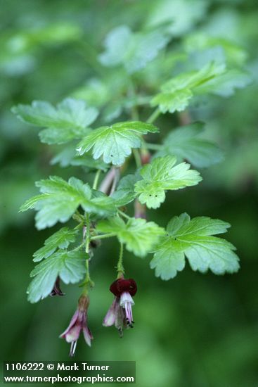 Sierra Currant blossoms & foliage detail