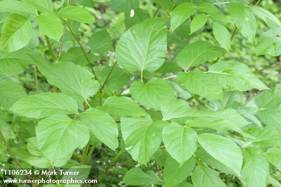 California Spikenard foliage detail