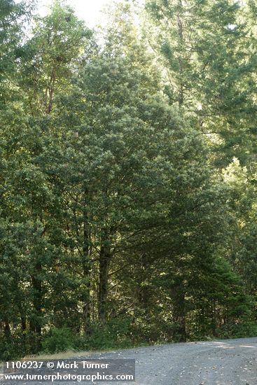 Tanoak in bloom at roadside