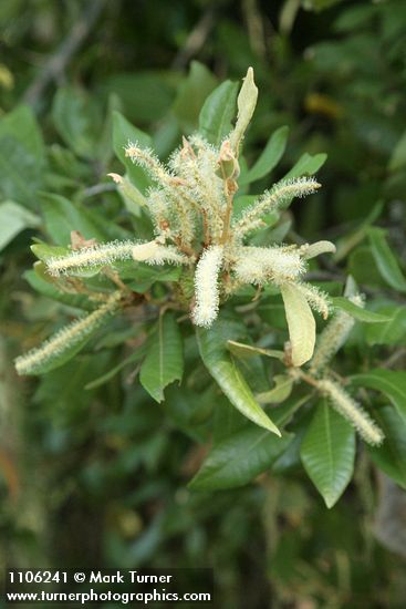 Tanoak male blossoms & foliage