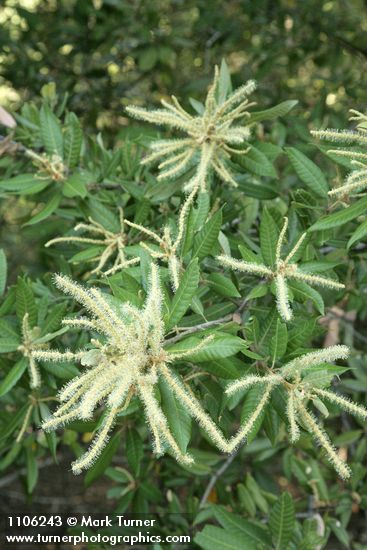 Tanoak male blossoms & foliage
