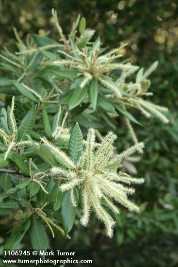 Tanoak male blossoms & foliage