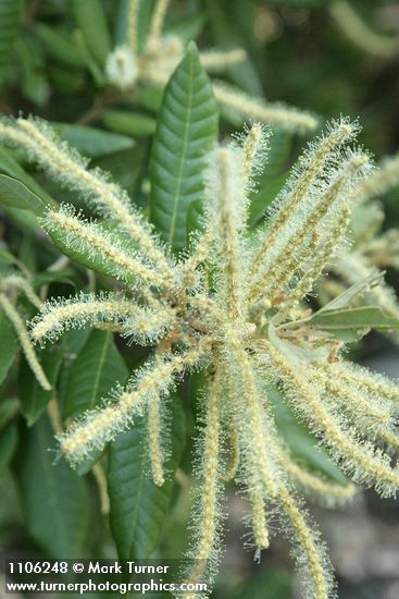 Tanoak male blossoms & foliage detail