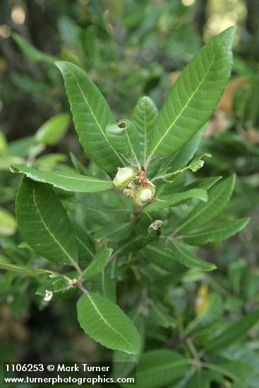 Tanoak immature acorns & foliage detail