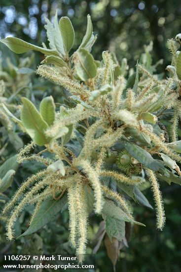Tanoak immature acorns, male blossoms, & foliage detail