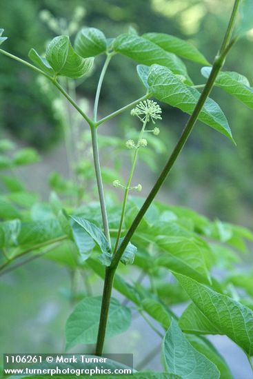 California Spikenard flower buds & foliage detail
